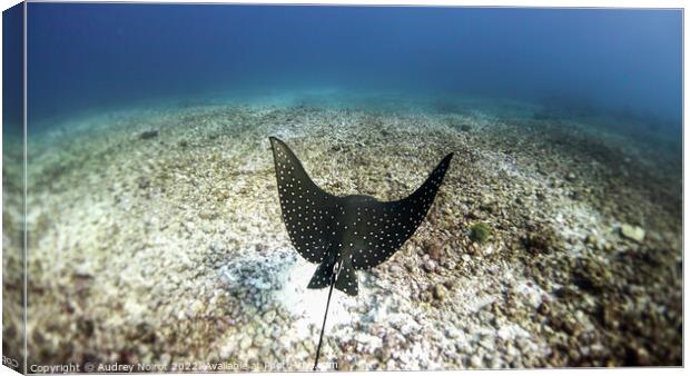 Eagle ray lift-off Canvas Print by Audrey Noirot