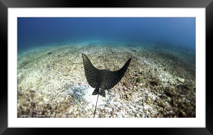 Eagle ray lift-off Framed Mounted Print by Audrey Noirot