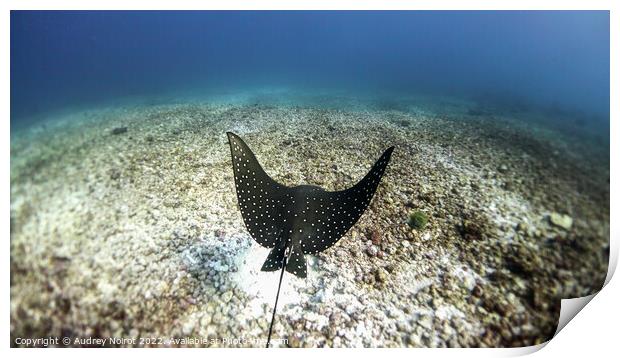 Eagle ray lift-off Print by Audrey Noirot