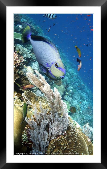 Colorful underwater landscape Framed Mounted Print by Audrey Noirot