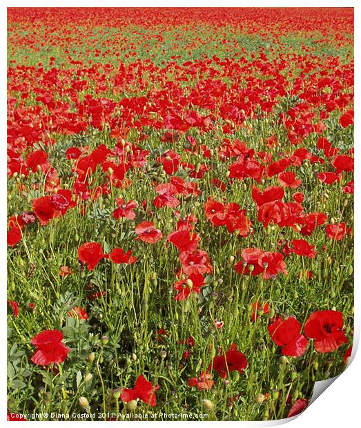 Poppies, poppies, poppies Print by DEE- Diana Cosford