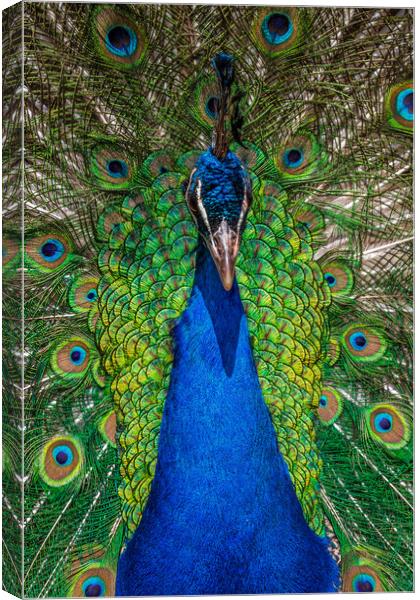peacock Canvas Print by chris smith