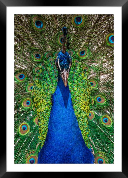 peacock Framed Mounted Print by chris smith