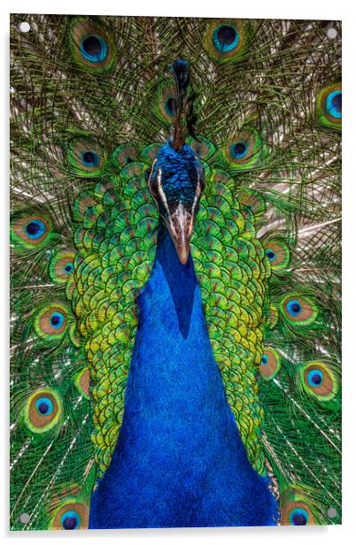 peacock Acrylic by chris smith