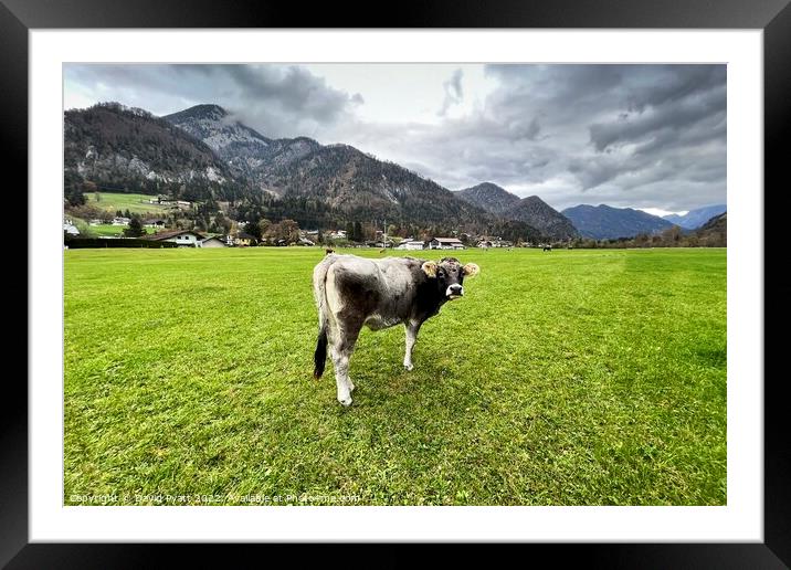 Tyrolean Cow Austria Framed Mounted Print by David Pyatt