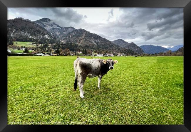 Tyrolean Cow Austria Framed Print by David Pyatt