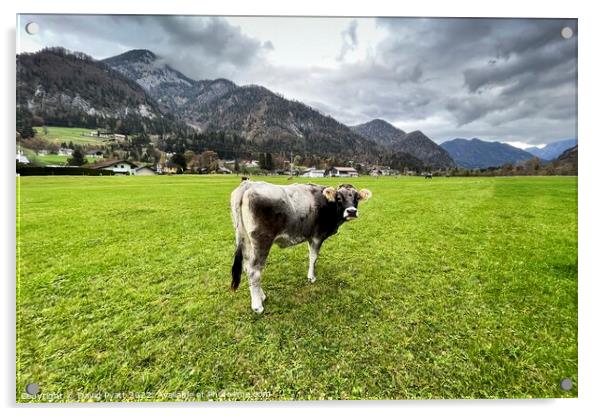 Tyrolean Cow Austria Acrylic by David Pyatt