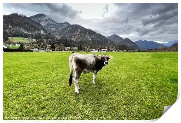 Tyrolean Cow Austria Print by David Pyatt
