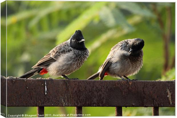 Red-vented BULBUL in a pair Canvas Print by Bhagwat Tavri