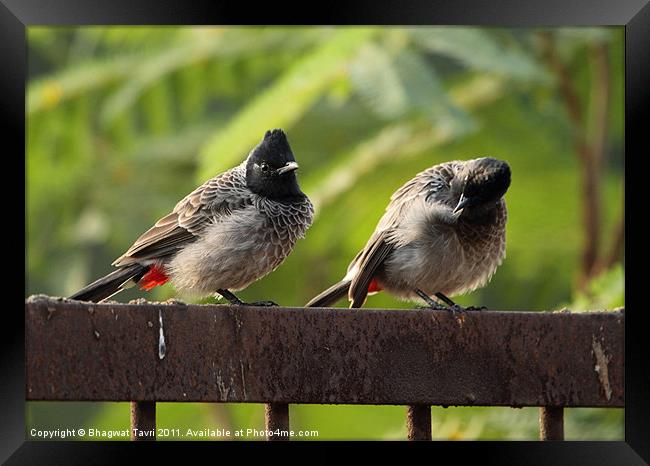 Red-vented BULBUL in a pair Framed Print by Bhagwat Tavri