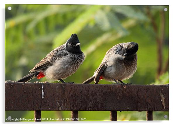 Red-vented BULBUL in a pair Acrylic by Bhagwat Tavri