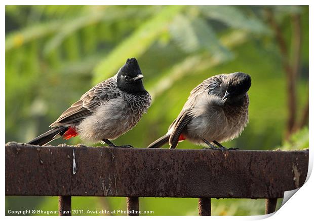 Red-vented BULBUL in a pair Print by Bhagwat Tavri
