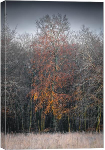 Autumn Tree Canvas Print by Mark Jones