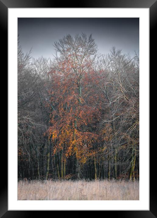 Autumn Tree Framed Mounted Print by Mark Jones