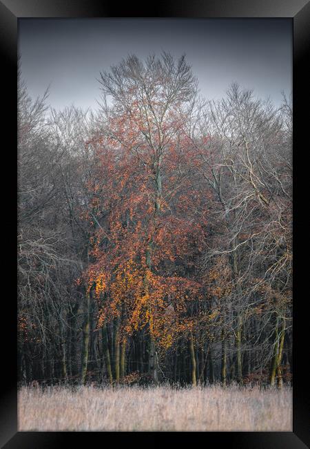 Autumn Tree Framed Print by Mark Jones