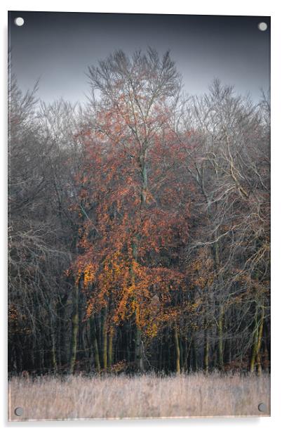Autumn Tree Acrylic by Mark Jones