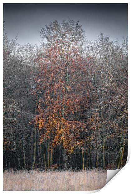 Autumn Tree Print by Mark Jones