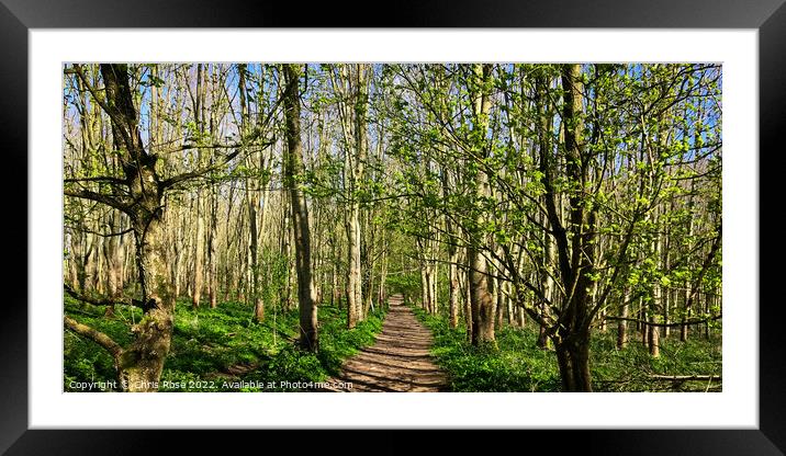 A footpath through open sunlit spring woodland Framed Mounted Print by Chris Rose