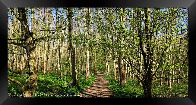 A footpath through open sunlit spring woodland Framed Print by Chris Rose