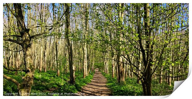 A footpath through open sunlit spring woodland Print by Chris Rose