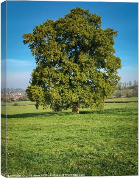 An oak tree in new lush green leaf Canvas Print by Chris Rose