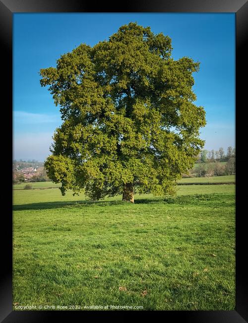 An oak tree in new lush green leaf Framed Print by Chris Rose
