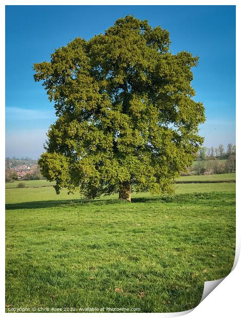 An oak tree in new lush green leaf Print by Chris Rose