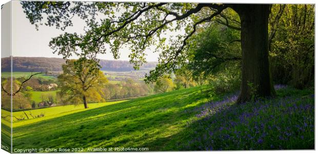 Spring landscape with bluebells Canvas Print by Chris Rose