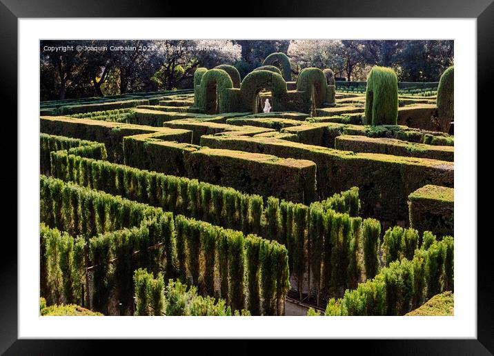 A maze with cypresses for people inside a romantic garden Framed Mounted Print by Joaquin Corbalan