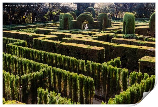 A maze with cypresses for people inside a romantic garden Print by Joaquin Corbalan