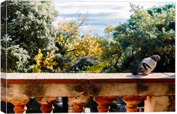 A solitary city pigeon rests undisturbed in a garden. Canvas Print by Joaquin Corbalan