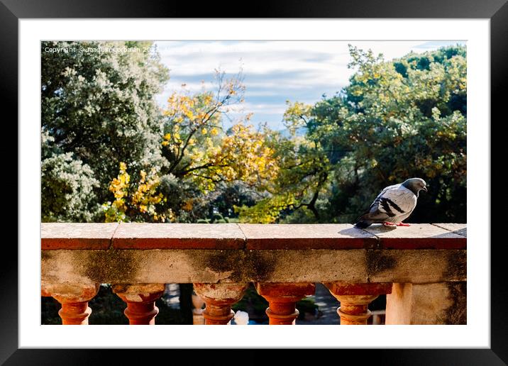 A solitary city pigeon rests undisturbed in a garden. Framed Mounted Print by Joaquin Corbalan