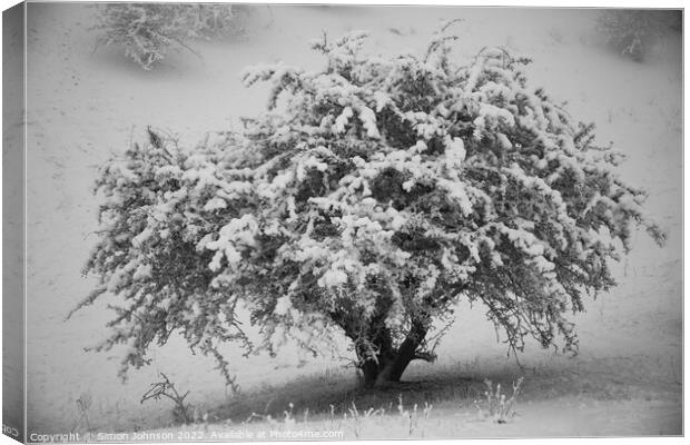 Frosted tree Canvas Print by Simon Johnson