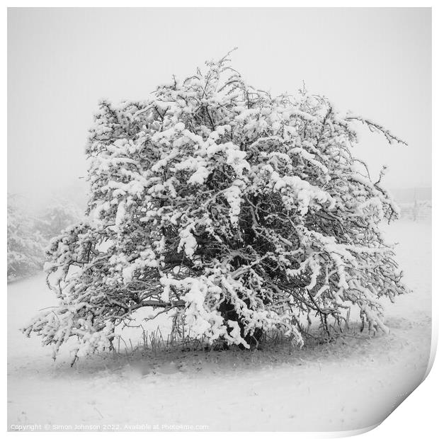 Frosted tree Print by Simon Johnson