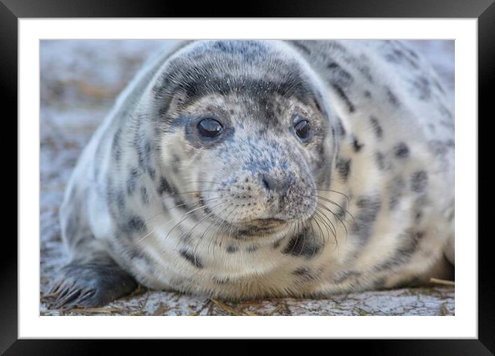 Donna Nook Seal Pup  Framed Mounted Print by Jon Fixter