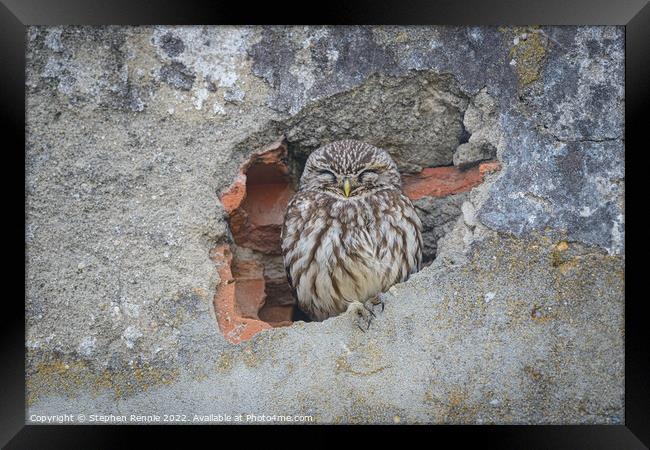 Owl sleeping in wall Framed Print by Stephen Rennie