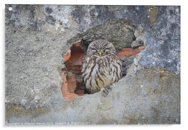 Owl sleeping in wall Acrylic by Stephen Rennie