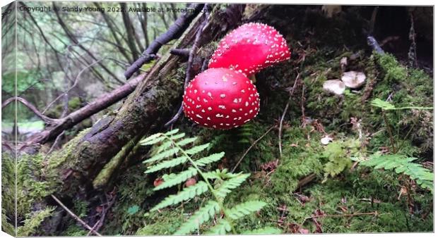 The Enchanted Fly Agaric Canvas Print by Sandy Young