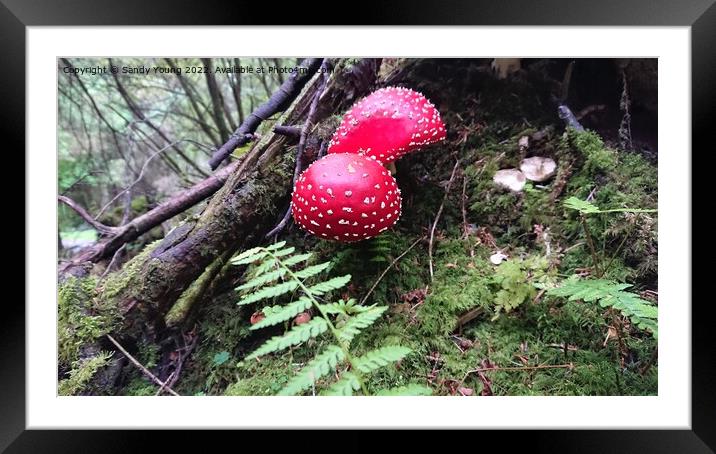 The Enchanted Fly Agaric Framed Mounted Print by Sandy Young