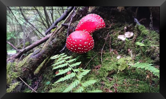 The Enchanted Fly Agaric Framed Print by Sandy Young
