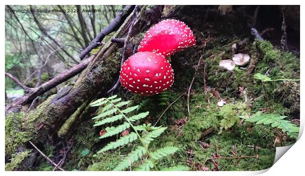 The Enchanted Fly Agaric Print by Sandy Young