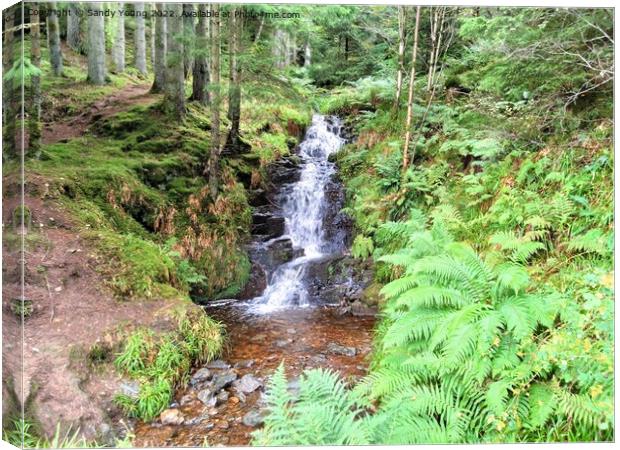 Enchanting Waterfall in Scottish Forest Canvas Print by Sandy Young