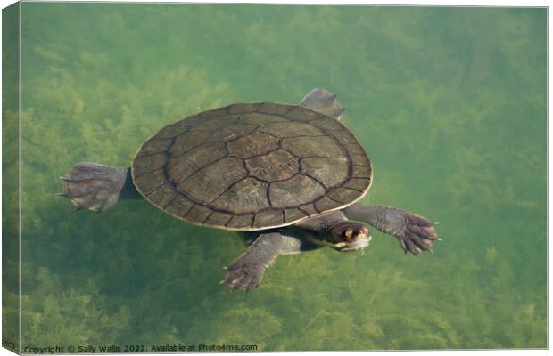 Turtle under water Canvas Print by Sally Wallis