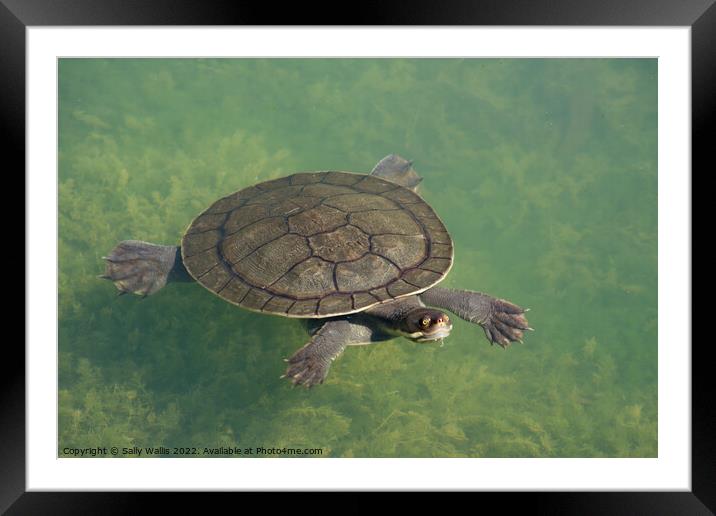 Turtle under water Framed Mounted Print by Sally Wallis