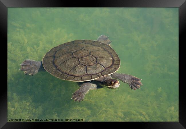 Turtle under water Framed Print by Sally Wallis