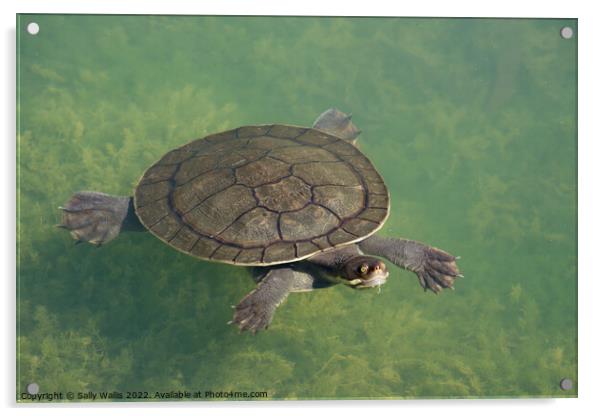 Turtle under water Acrylic by Sally Wallis