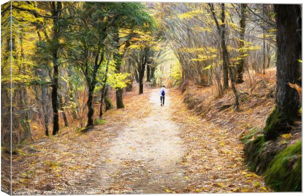 Autumn walk through Montseny - CR2211-8333-OIL Canvas Print by Jordi Carrio