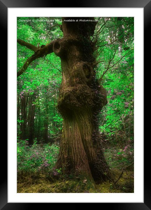 Old Man Tree Framed Mounted Print by Christine Lake