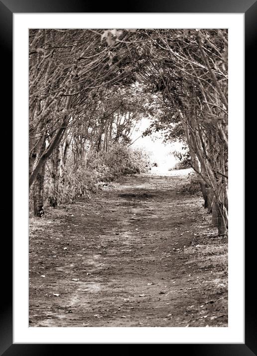 Tree Archway - Sepia Framed Mounted Print by Glen Allen