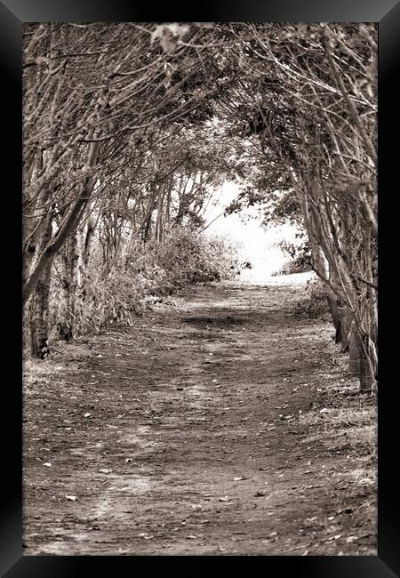 Tree Archway - Sepia Framed Print by Glen Allen